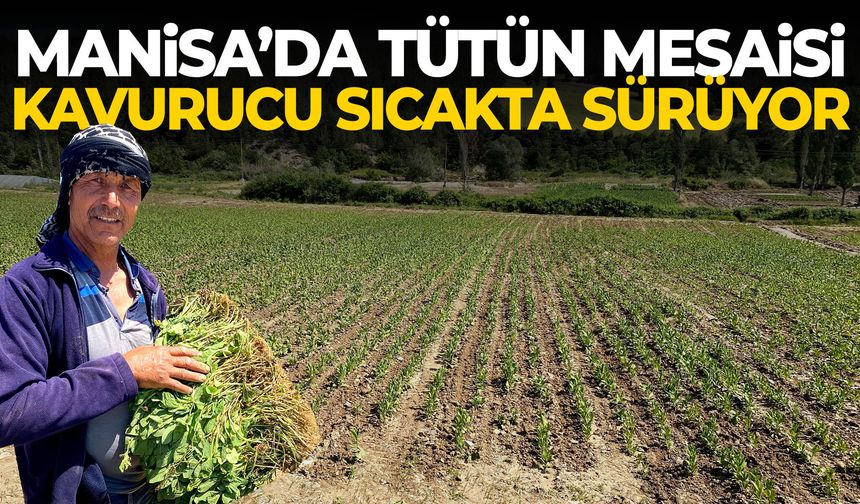 Manisa’da tütün mesaisi kavurucu sıcakta sürüyor