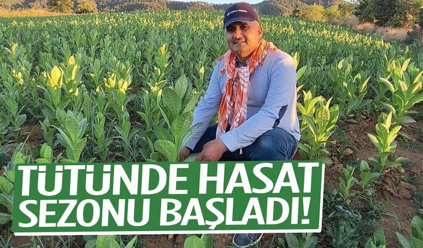 Manisa’da tütün üreticileri tarlaya indi
