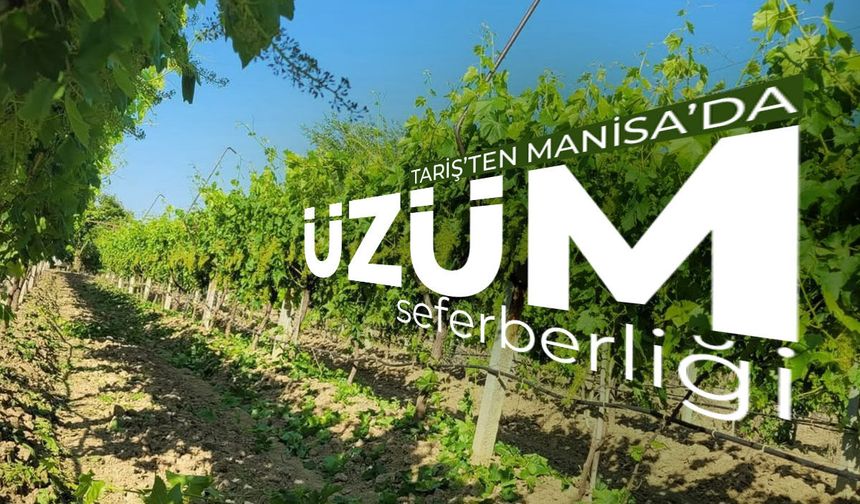 Tariş'ten Manisa'da üzüm seferberliği