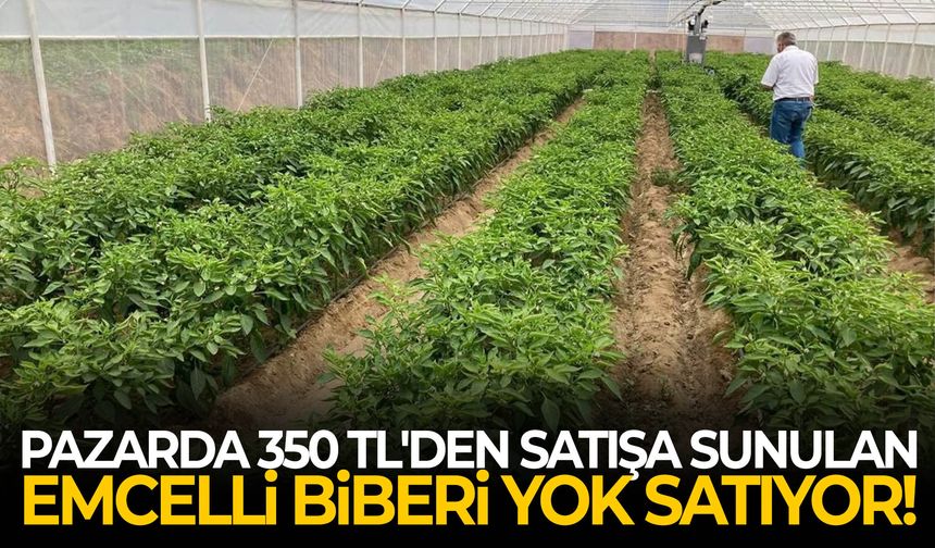Pazarda 350 TL'den satışa sunulan Emcelli biberi yok satıyor!