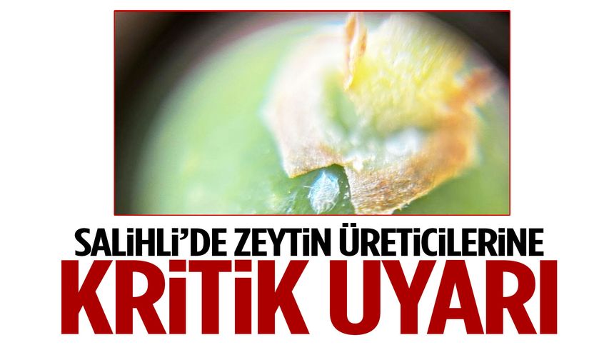 Salihli’de zeytin üreticilerine kritik uyarı!