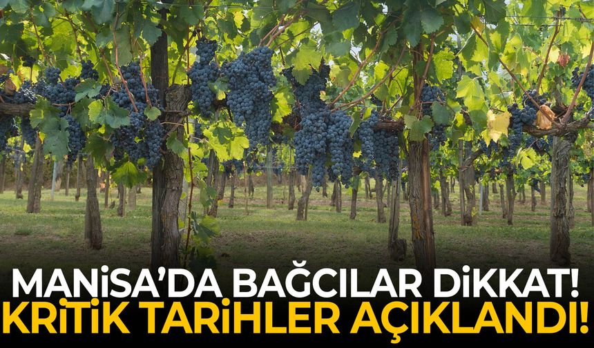 Manisa’da bağcılar dikkat! Kritik tarihler açıklandı