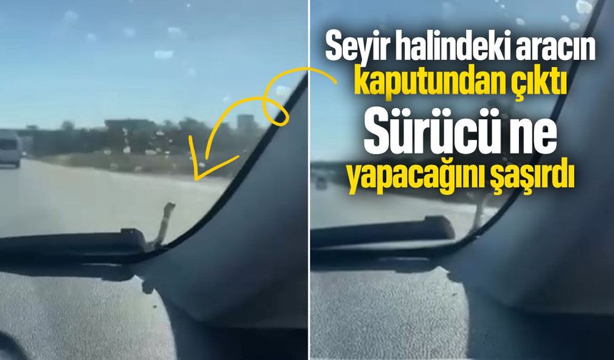 Seyir halinde aracın kaputundan çıktı! Sürücü ne yapacağını şaşırdı...
