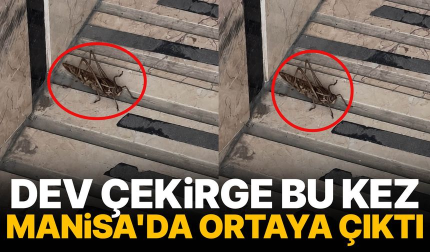 Dev çekirge bu kez Manisa'da ortaya çıktı