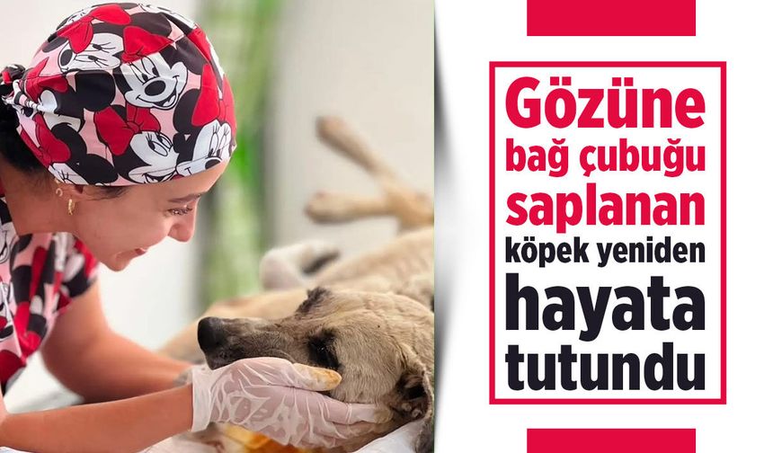 Manisa'da gözüne bağ çubuğu saplanan köpek hayata döndürüldü