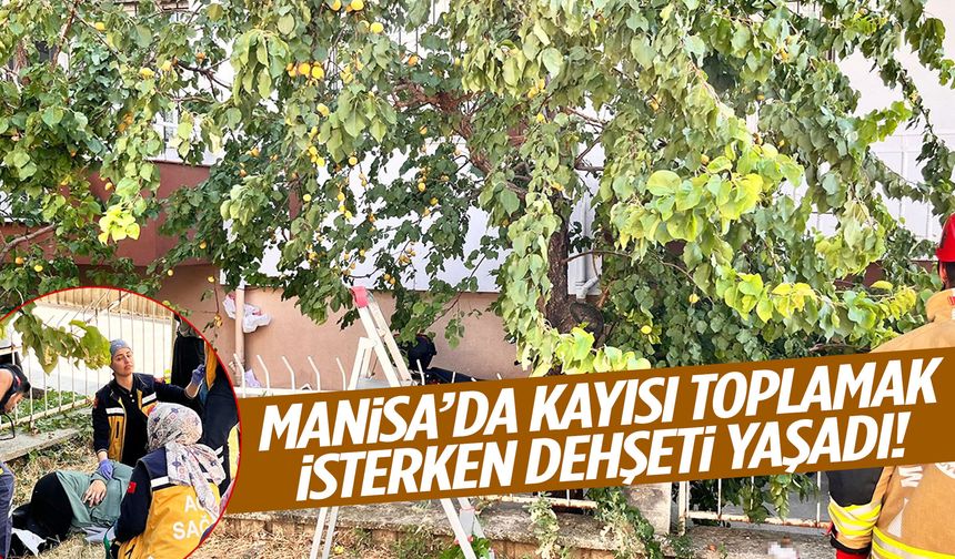 Manisa’da kayısı toplamak isterken dehşeti yaşadı! Demir korkuluğa…