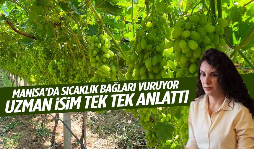 Manisa’da sıcaklık bağları vuruyor! Uzman isim tek tek anlattı