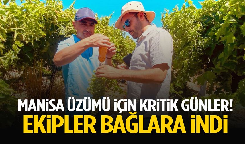 Manisa’da üzüm için kritik süreç başladı… Ekipler bağlara indi!