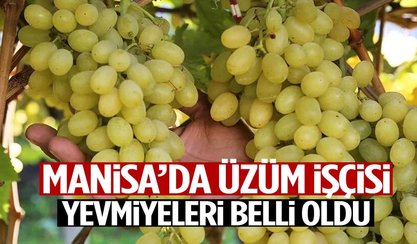 Manisa’da üzüm işçilerinin yevmiyeleri belli oldu!