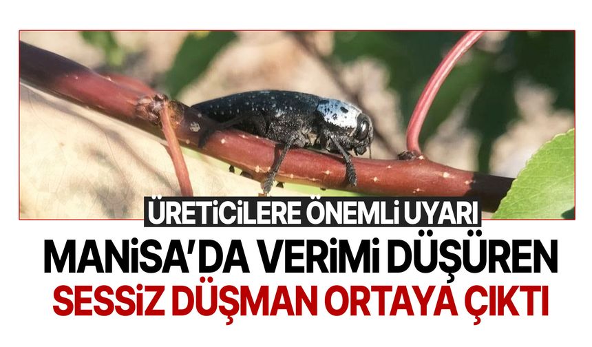 Manisa’da verimi düşüren sessiz düşman ortaya çıktı!