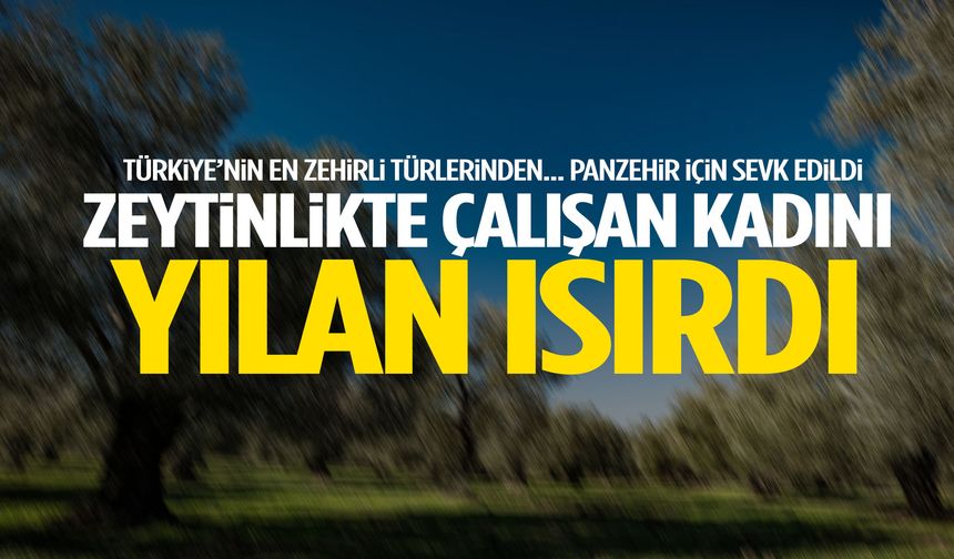 Manisa’da zeytinlikte çalışan kadını yılan ısırdı!