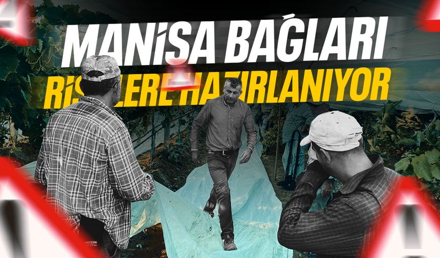 Manisa’nın bağları risklere karşı hazırlanıyor!
