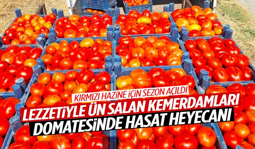 Manisa’nın meşhur lezzetinde hasat başladı!