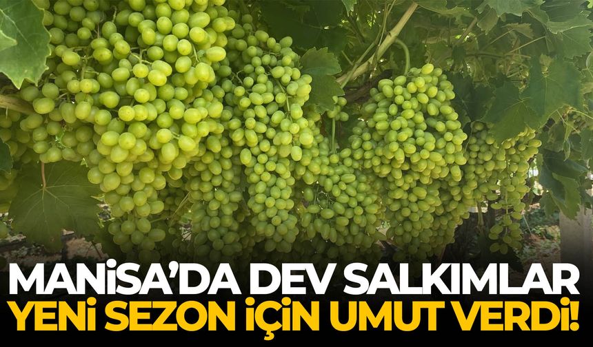 Manisa’da dev salkımlar yeni sezon için umut verdi!