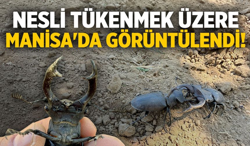 Nesli tükenmek üzere... Manisa'da görüntülendi!