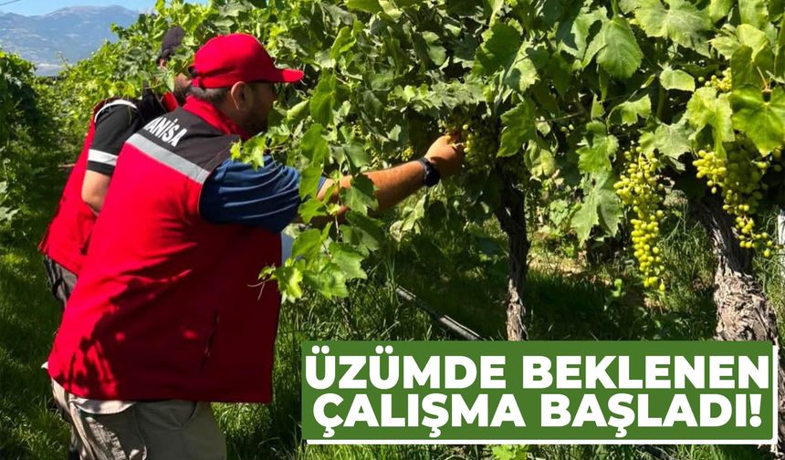 Üzümde beklenen çalışma başladı!