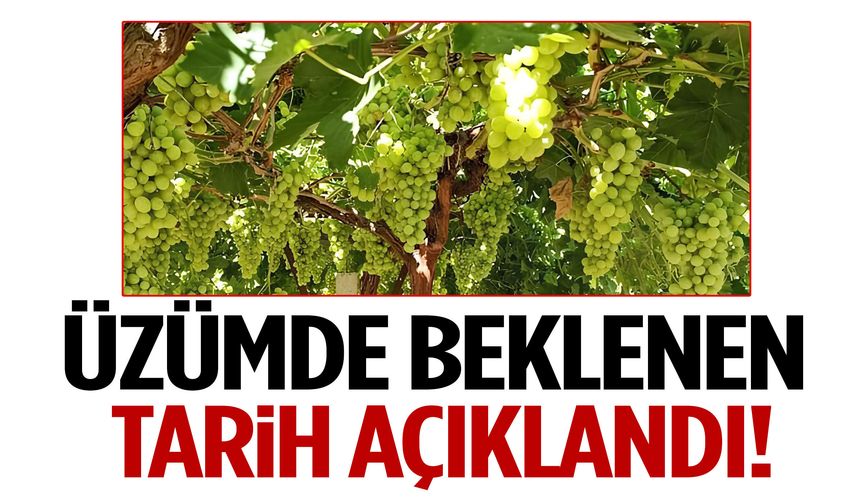 Üzümde hasat ve ihracat tarihleri belli oldu!