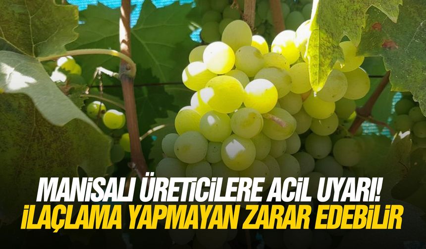 Manisalı üreticilere acil uyarı! İlaçlama yapmayan zarar edebilir