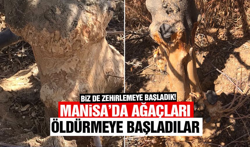 Manisa’da ağaçları öldürmeye başladılar... Biz de zehirlemeye başladık!