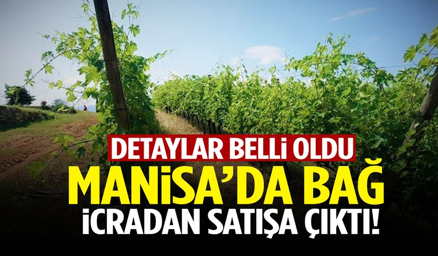 Manisa’da bağ satışa çıktı!