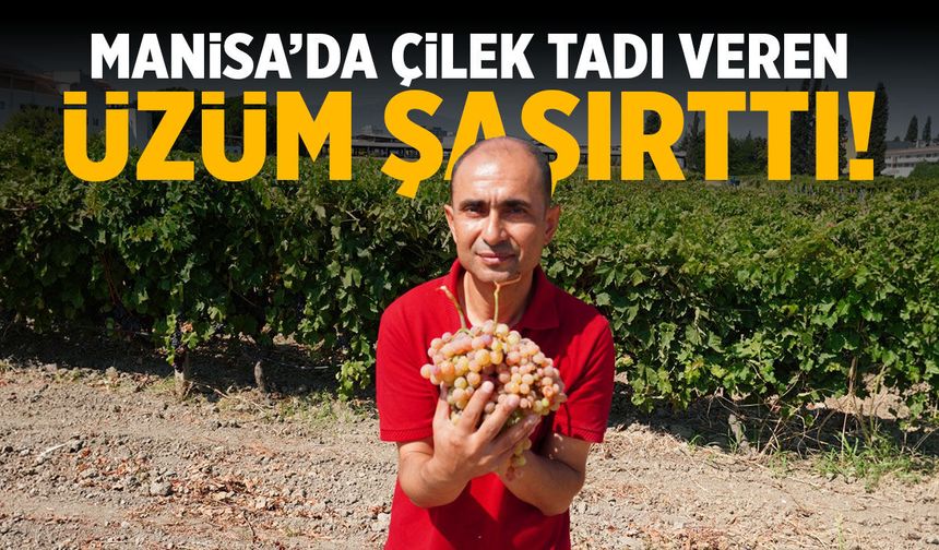 Manisa'da çilek tadı veren üzüm şaşırttı