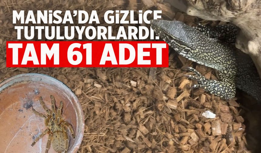 Manisa'da gizlice tutuluyorlardı! Tam 61 adet...