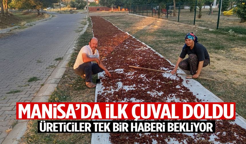 Manisa’da ilk çuval doldu! Üreticiler tek bir haberi bekliyor