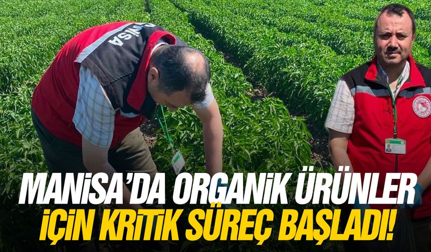 Manisa'da organik ürünler için kritik süreç başladı!