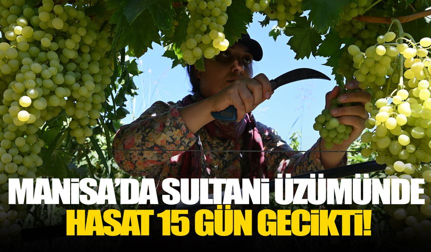 Manisa’da sultani üzümünde hasat 15 gün gecikti!