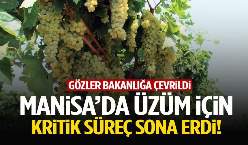 Manisa’da üzüm için kritik süreç sona erdi!