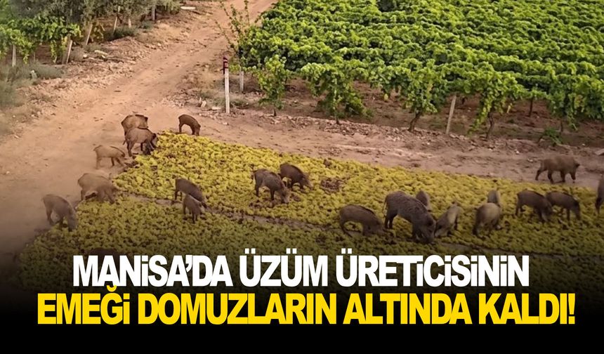 Manisa’da üzüm üreticisinin emeği domuzların altında kaldı!