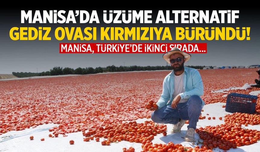 Manisa’da üzüme alternatif… Gediz Ovası kırmızıya büründü!