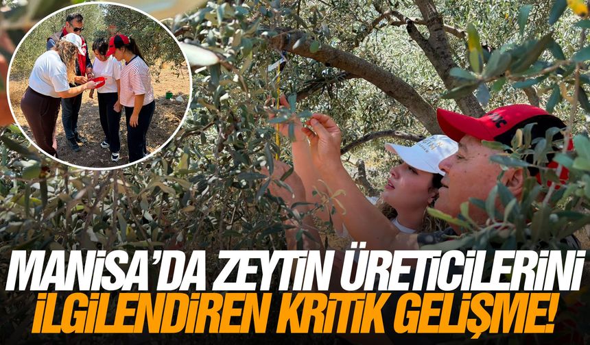 Manisa'da zeytin üreticilerini ilgilendiren kritik gelişme!