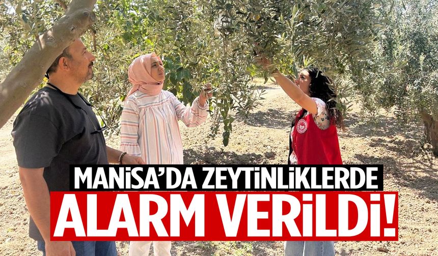 Manisa’da zeytinliklerde alarm verildi! Tek tek kontrol ediliyor…