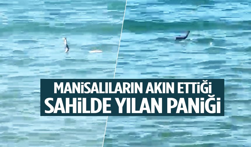 Manisalıların akın ettiği sahilde yılan paniği!