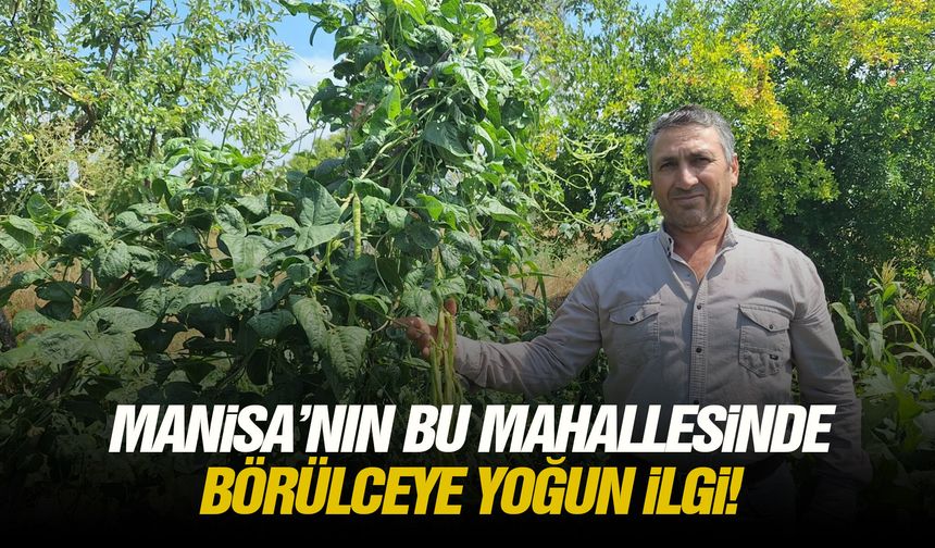 Manisa’nın bu mahallesinde börülceye yoğun ilgi!