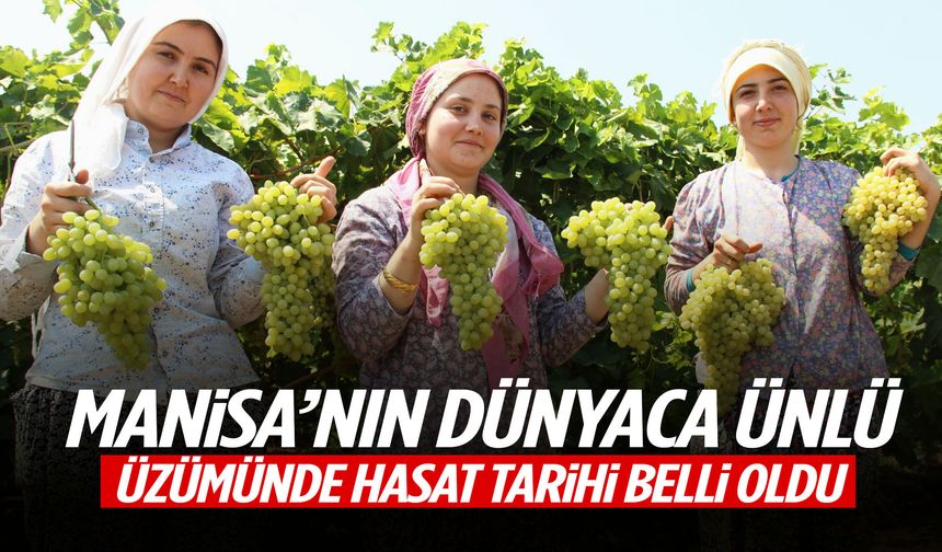 Manisa’nın dünyaca ünlü üzümünde hasat tarihi belli oldu!