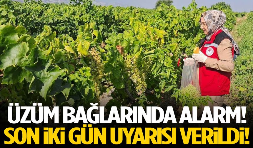 Üzüm üreticilerine kritik uyarı: Son 2 gün!