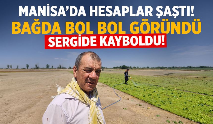 Manisa üzümünde hesaplar şaştı! Bağda bol göründü... Sergide kayboldu!
