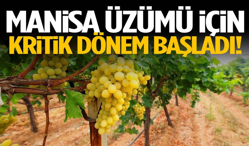 Manisa üzümü için kritik dönem başladı