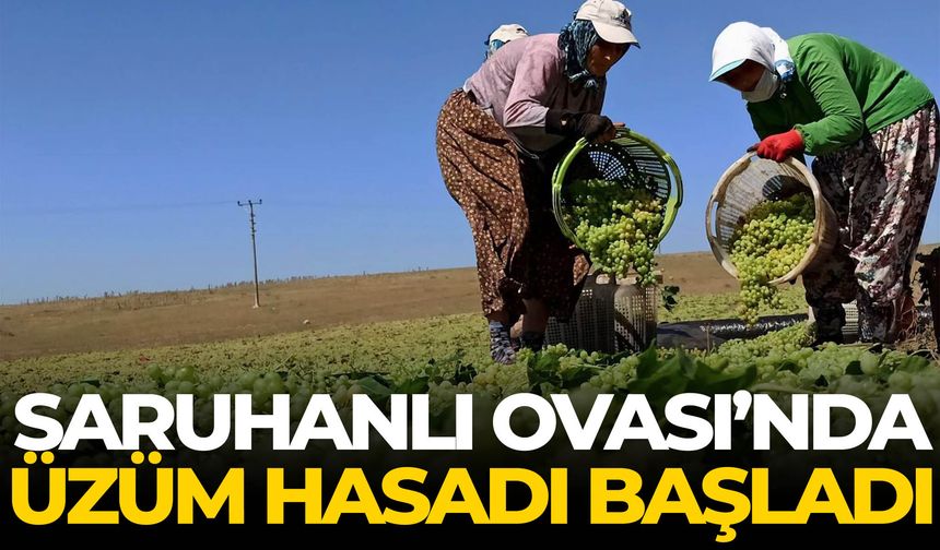 Saruhanlı Ovası’nda üzüm hasadı başladı