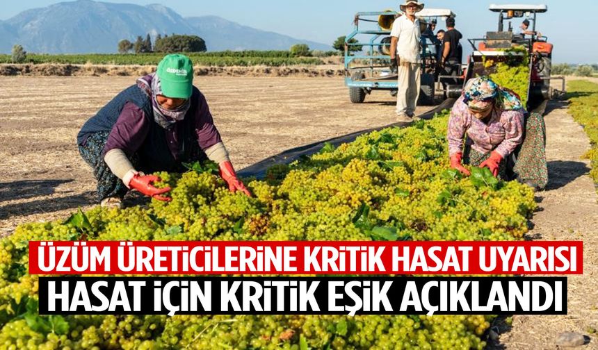 Üzüm üreticileri dikkat! Hasat için kritik eşik açıklandı