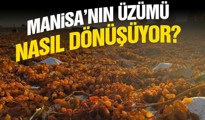 Manisa'nın üzümü nasıl dönüşüyor?