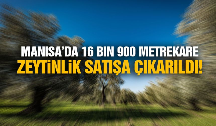 Manisa’da 16 bin 900 metrekare zeytinlik satışa çıkarıldı!