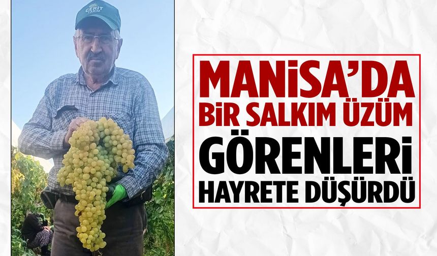 Manisa’da bir salkım üzüm görenleri hayrete düşürdü