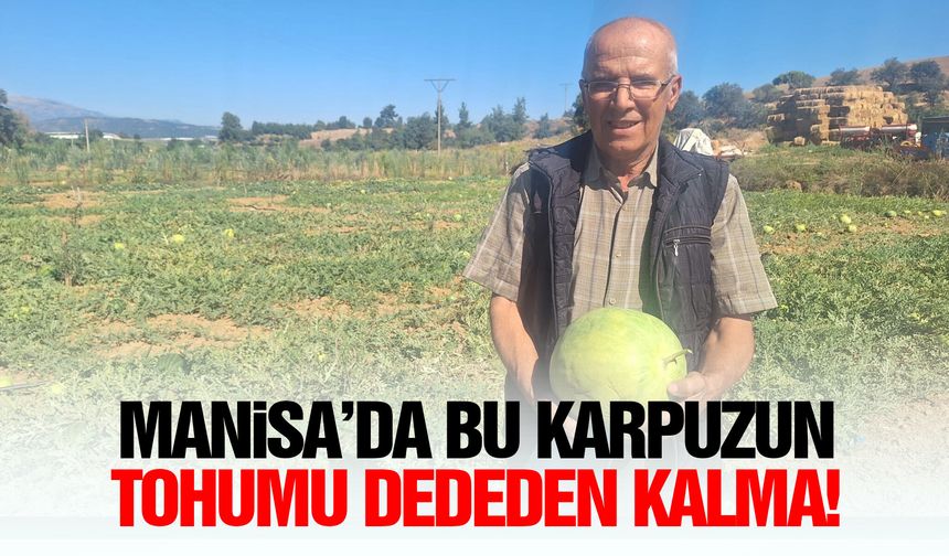 Manisa’da bu karpuzun tohumu dededen kalma!