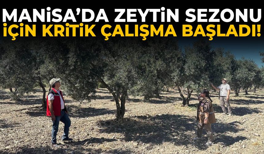 Manisa’da zeytin sezonu için kritik çalışma başladı!