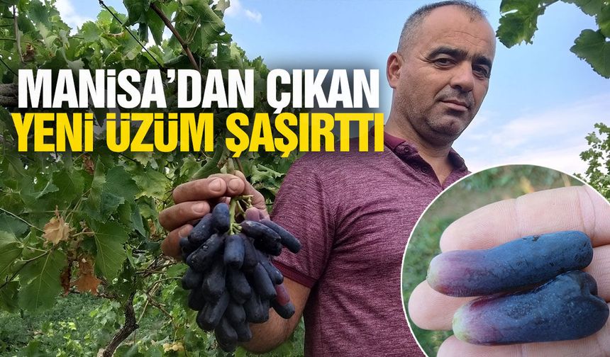 Manisa’dan çıkan yeni üzüm şaşırttı!