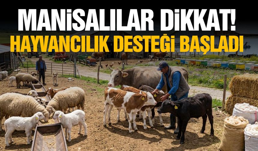 Manisalılar dikkat! Hayvancılık desteği başladı…