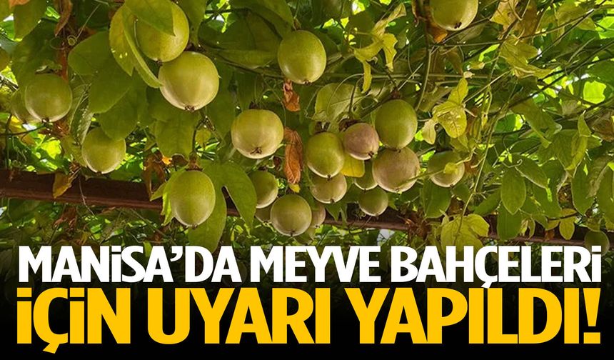 Manisa’da meyve bahçeleri için alarm!